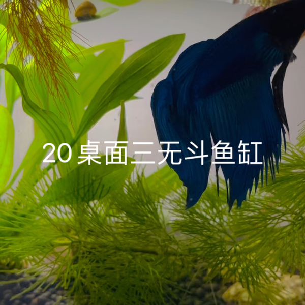 20cm桌面三无斗鱼方缸，马尾，水草状态良好～_哔哩哔哩_bilibili