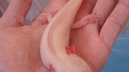 活动作品六角恐龙鱼好可爱