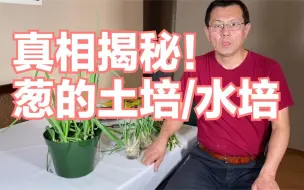 下载视频: 种葱的土培，水培方法，对比种植哪种方法好？真相揭秘！