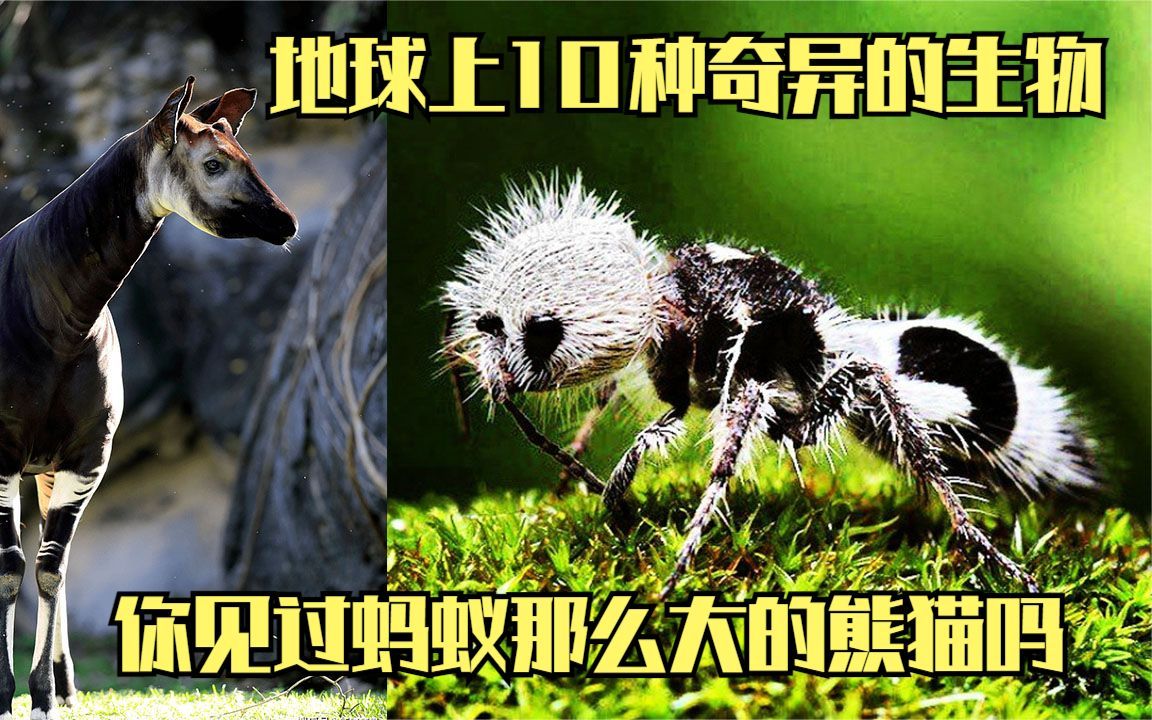 地球上10种奇异的生物!你见过蚂蚁那么大的熊猫吗?