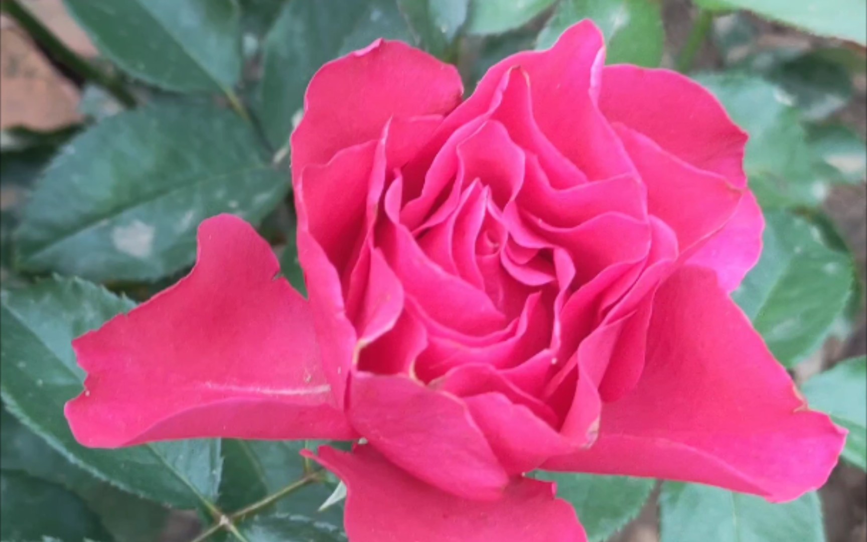 月季,米迦勒大天使