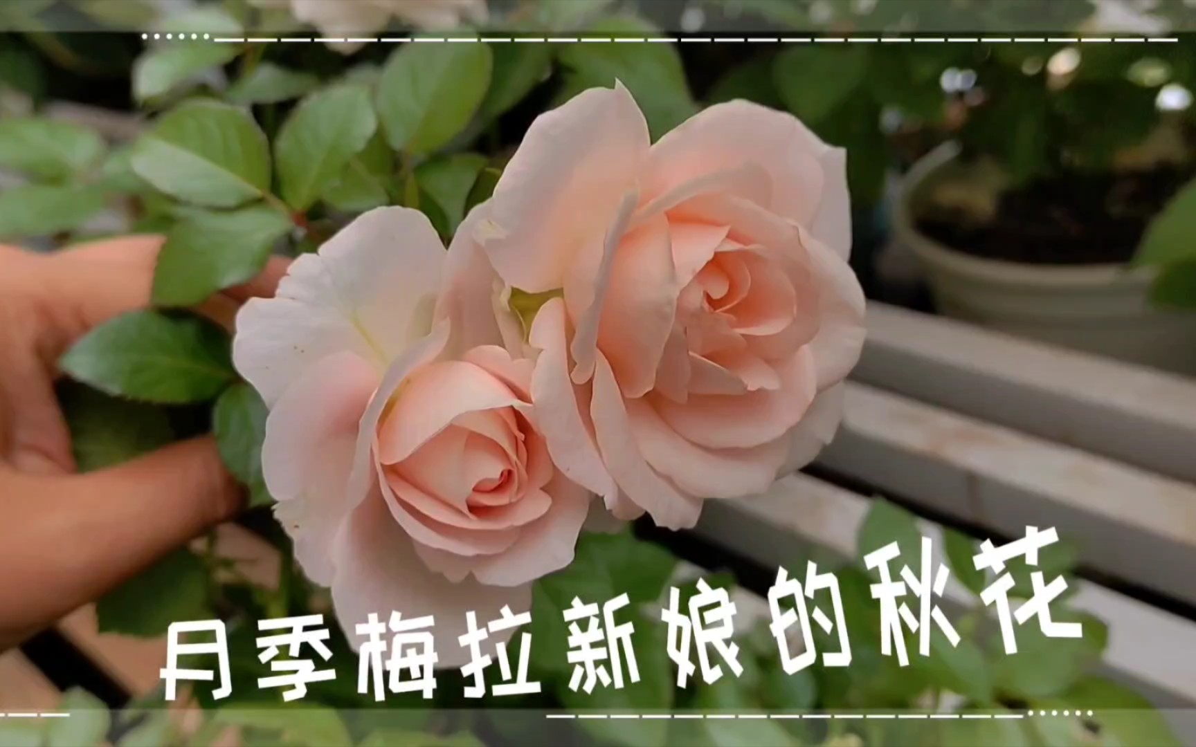 月季梅拉新娘的秋花,它直立大花,还有淡淡的香味