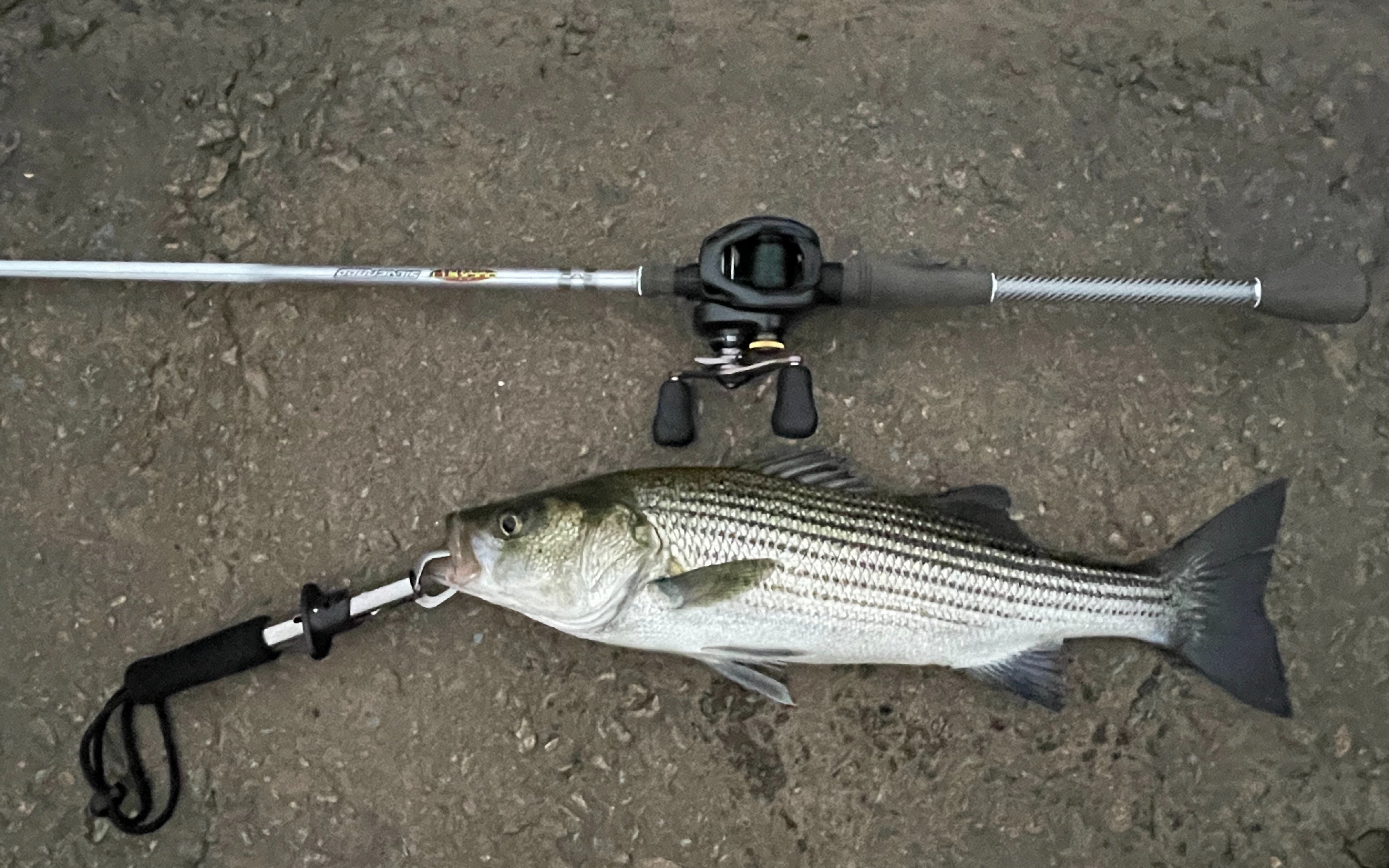 入秋饵鱼洄游开始,清晨水面系抽大の条纹鲈