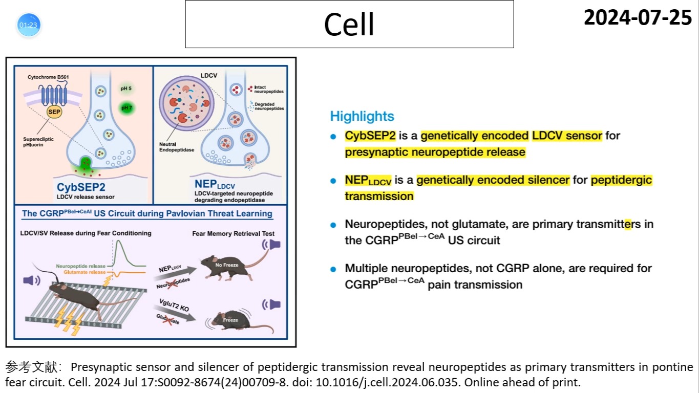 Cell—恐惧记忆研究重磅:CGRP等神经肽是脑桥臂旁核CeA环路调控恐惧记忆的主要神经递质哔哩哔哩bilibili