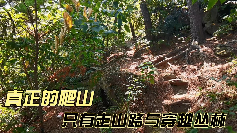 江苏无锡惠山体验丛林穿越,走山路上山看城市风光,锻炼亲子路线哔哩哔哩bilibili