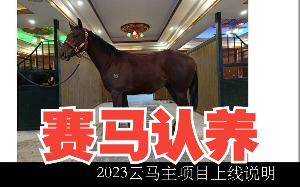 【直播回放】2023云马主项目:赛马娘三次元马主招募