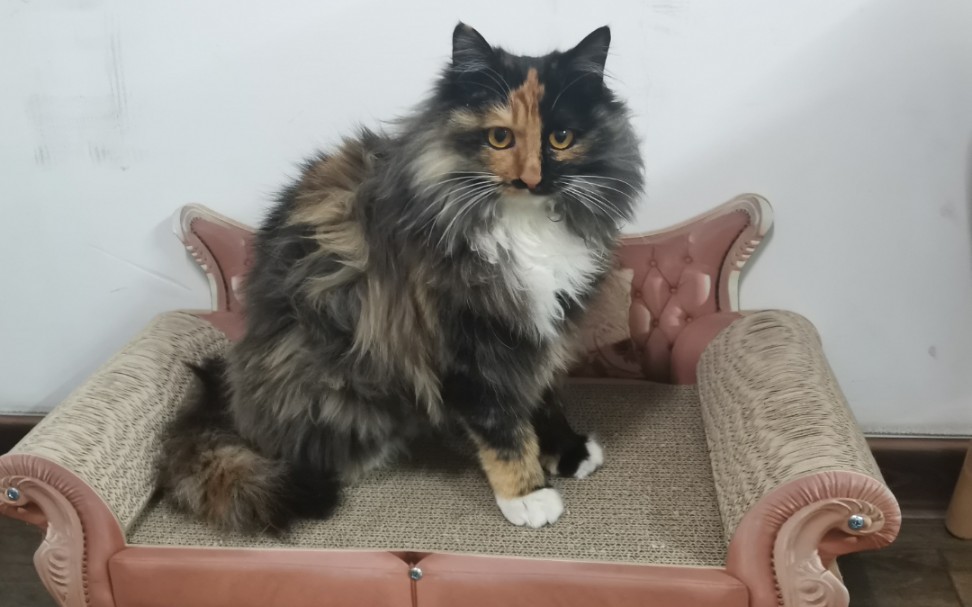 长毛玳瑁来家里7个月了,它也是9个月的大宝宝了,谢谢你带给我们这么多