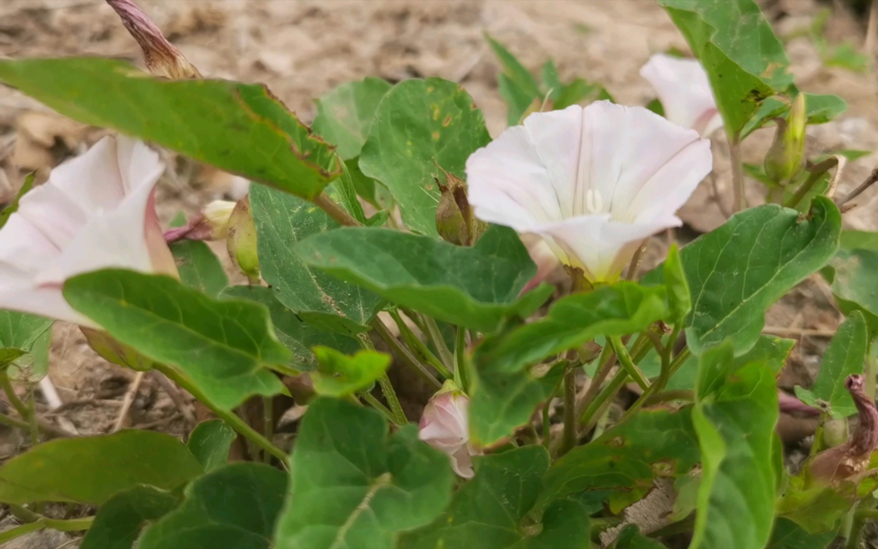 牵牛花小时候又叫打碗碗花