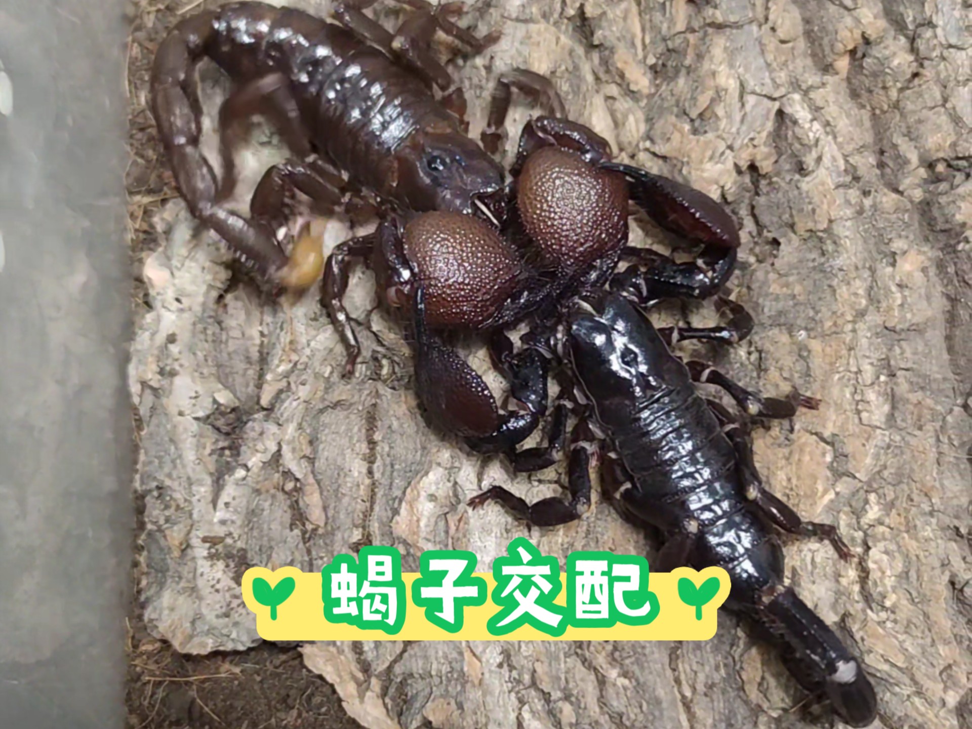 蝎子交配全过程