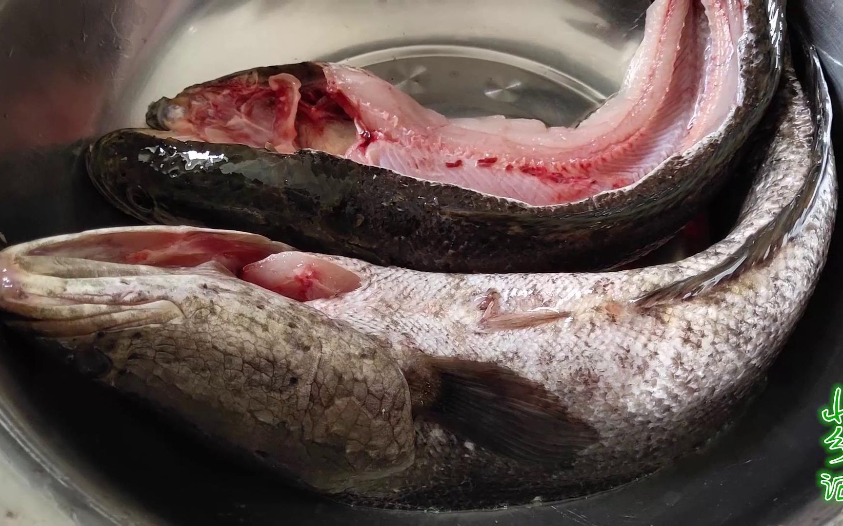 哑河里捕的野生黑鱼,勇哥挑2条做成干锅,一大盆都不够吃_哔哩哔哩_bil