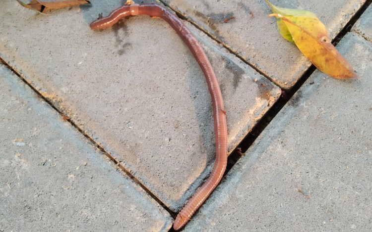 蚯蚓〕在路上看到一条好大的蚯蚓