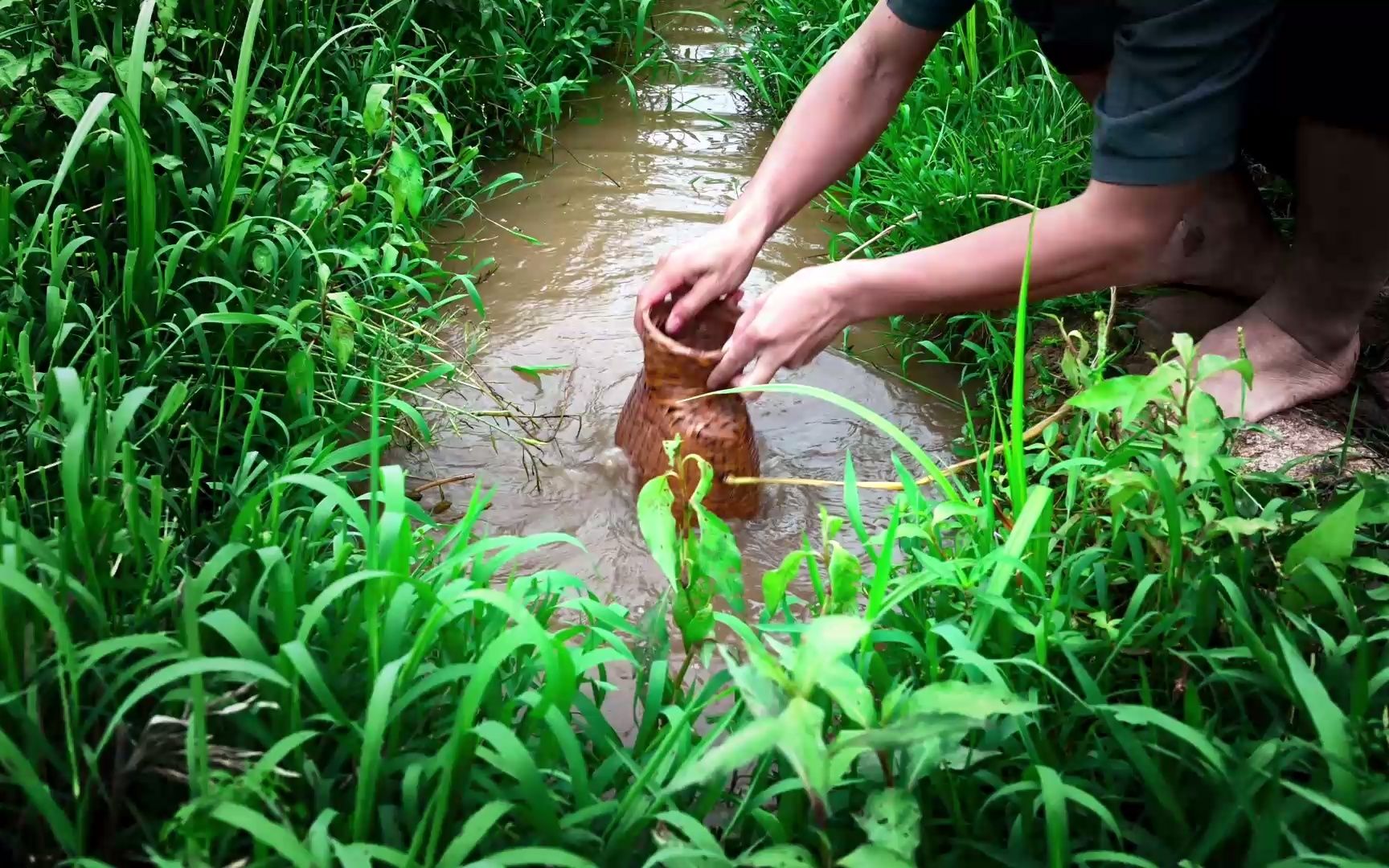【乡村生活】走进田里,伸手一摸就是田螺