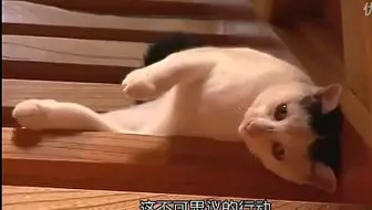 猫咪物语 5 哔哩哔哩 Bilibili