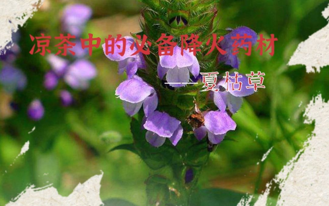 凉茶中的必备降火药材,你知道哪个?哔哩哔哩bilibili