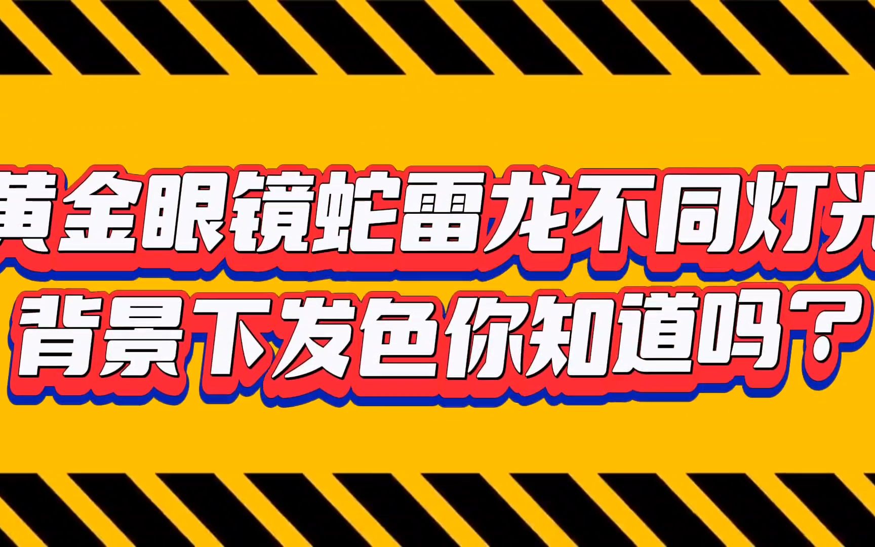 黄金眼镜蛇雷龙不同背景和灯光下的对比发色,你知道吗?哔哩哔哩bilibili