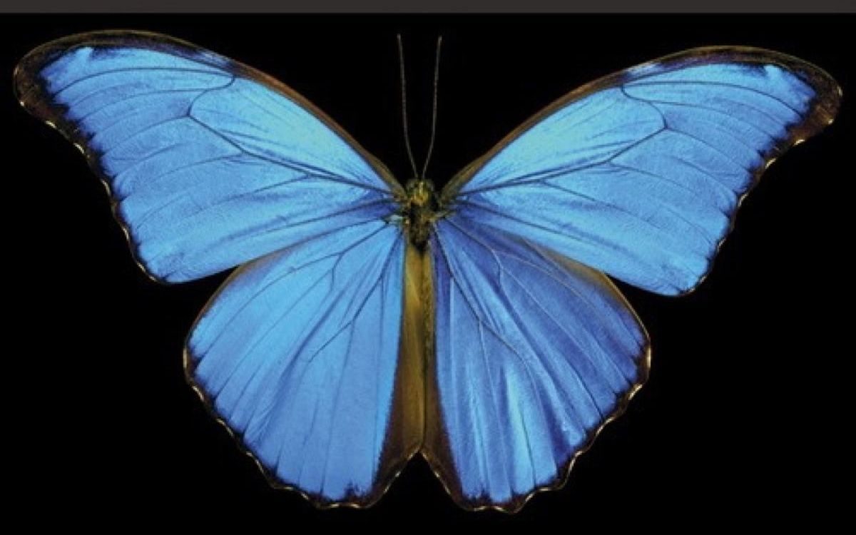 什么给了闪蝶属蝴蝶梦幻般的蓝色(生肉)What Gives the Morpho Butterfly Its Magnificent Blue哔哩哔哩bilibili