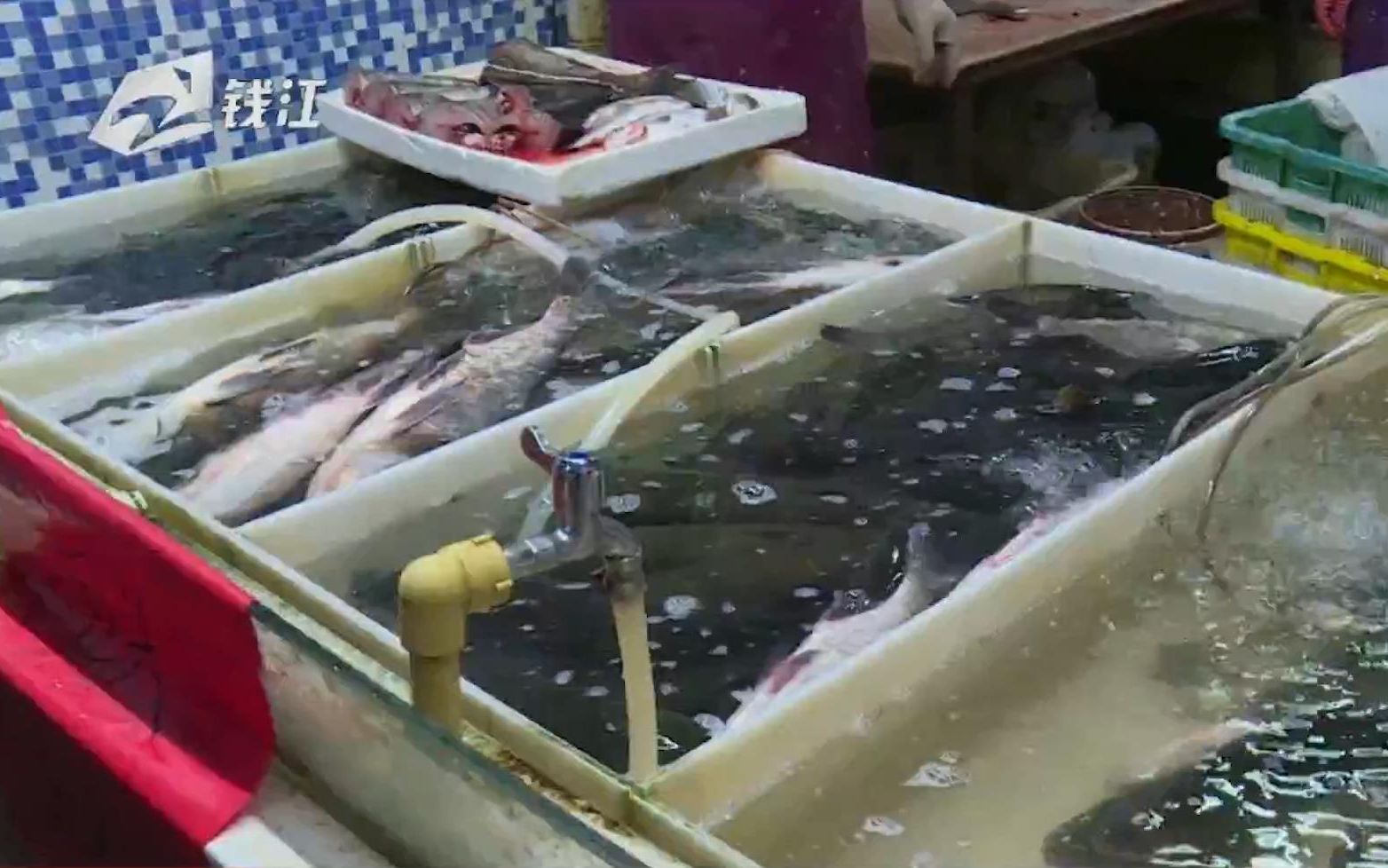 杭州一农贸市场买的活鱼被掉包民警难断死鱼案