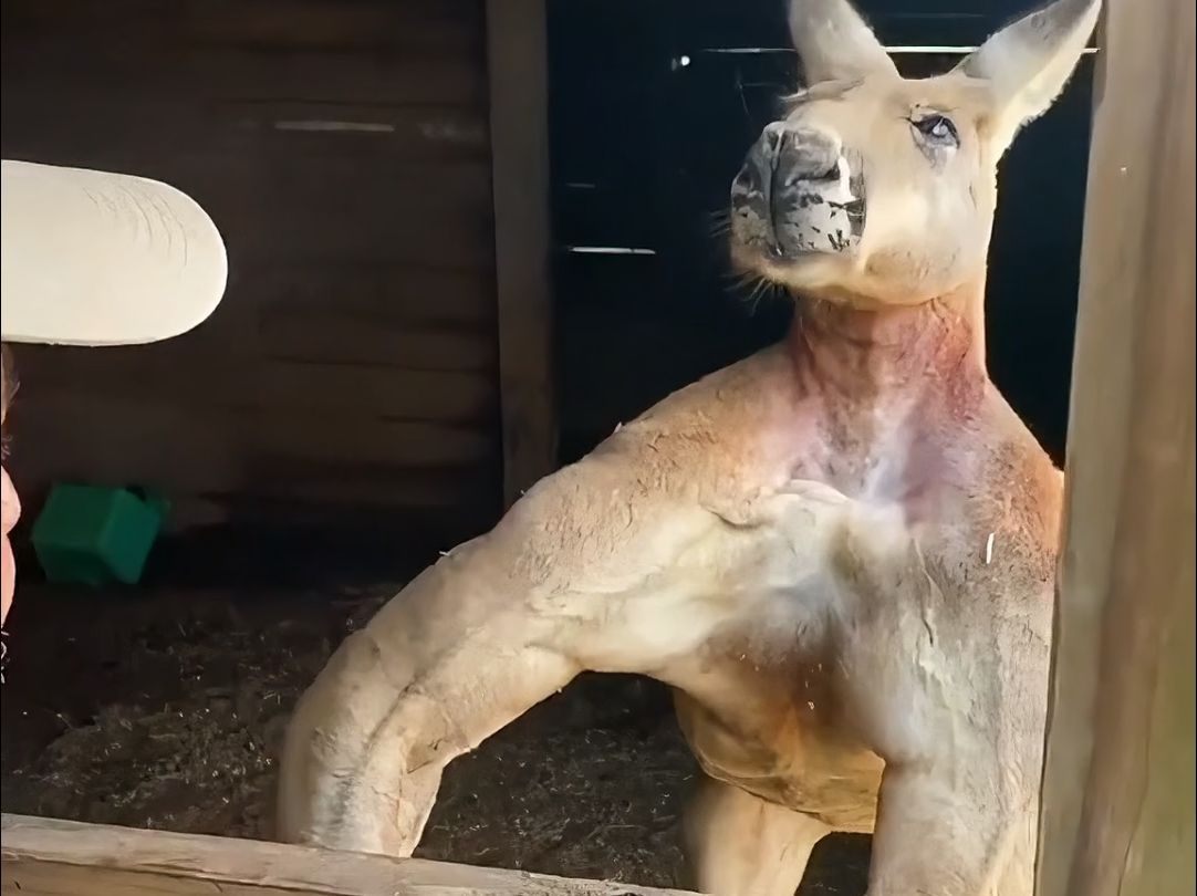 你打得过这样的肌肉袋鼠吗？