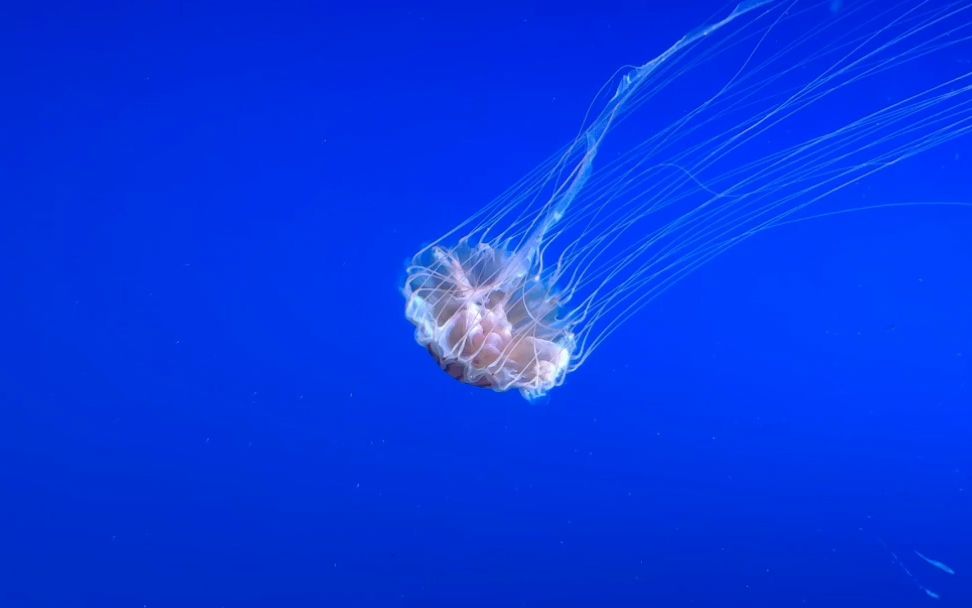 随音乐跃动の小水母(合肥海洋馆)