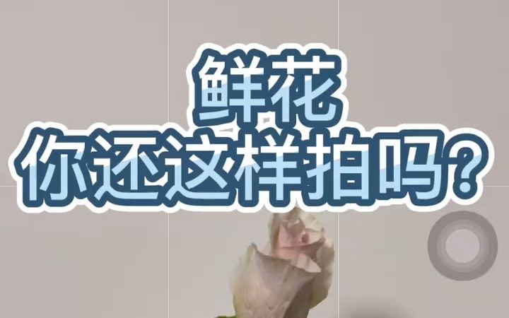 【手机拍照】教你鲜花照片怎么拍出高级感哔哩哔哩bilibili