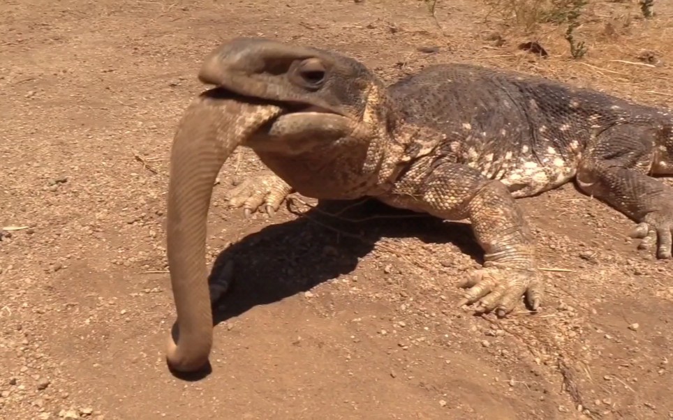 巨蜥大战响尾蛇响尾蛇被其像辣条一样啃食过程简单粗暴