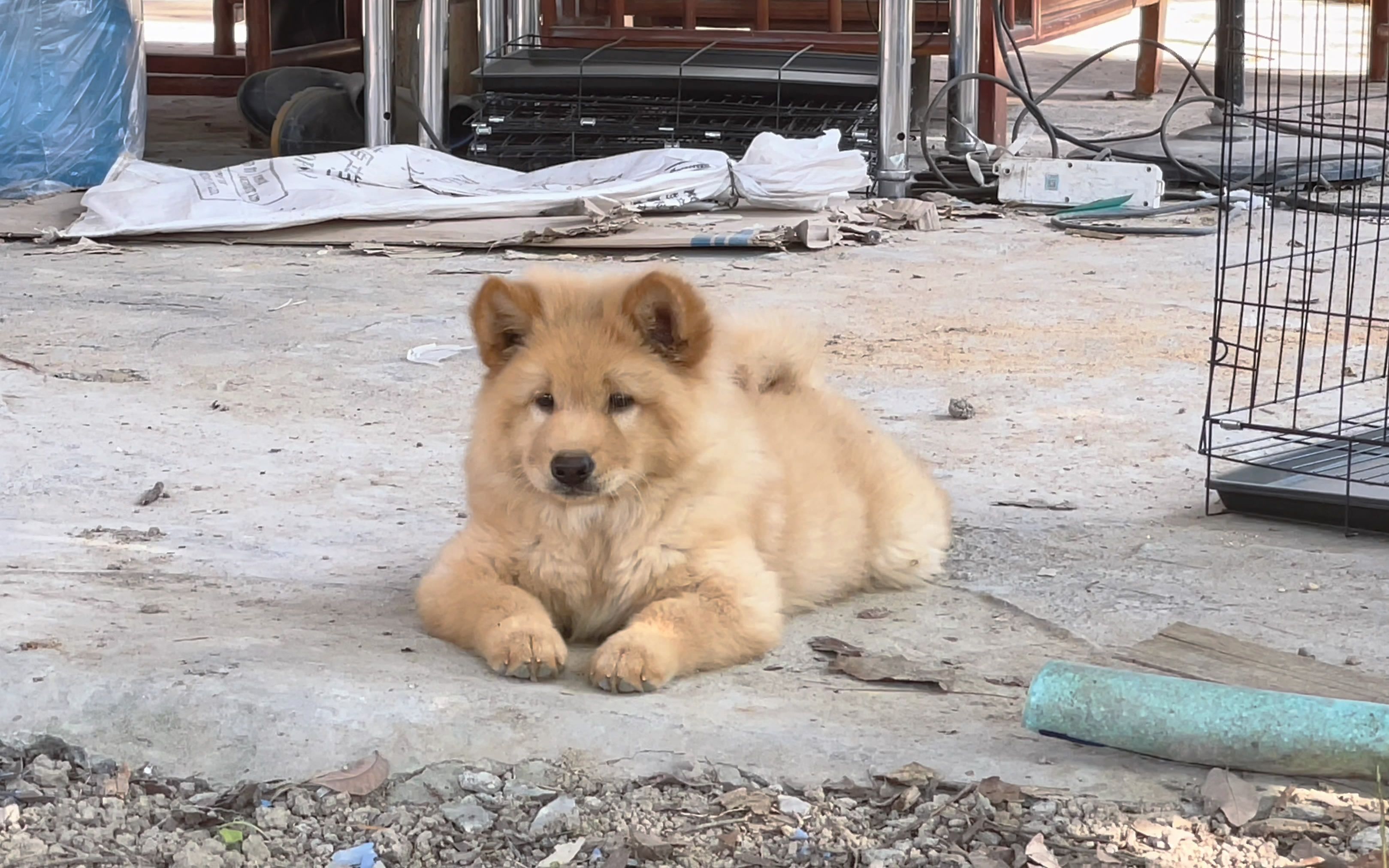 广西土松犬照片图片