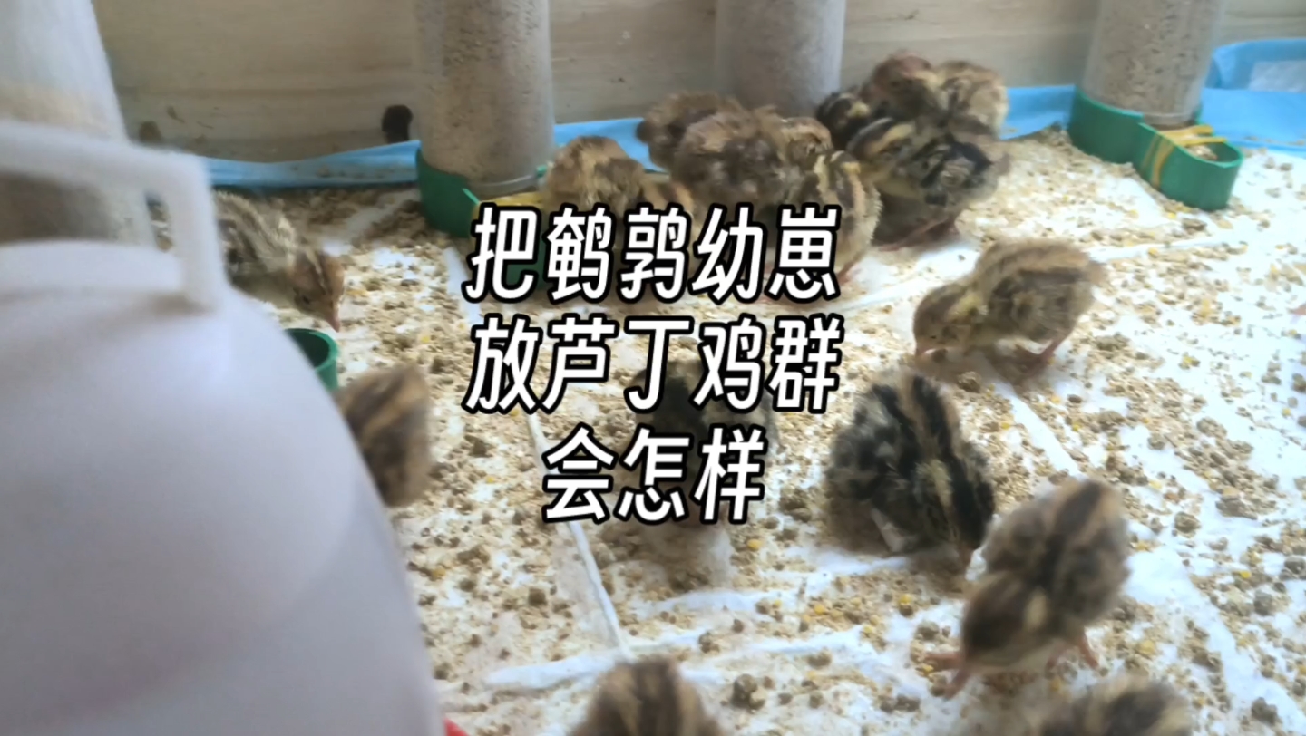 把鹌鹑幼崽放芦丁鸡群会怎样哔哩哔哩bilibili