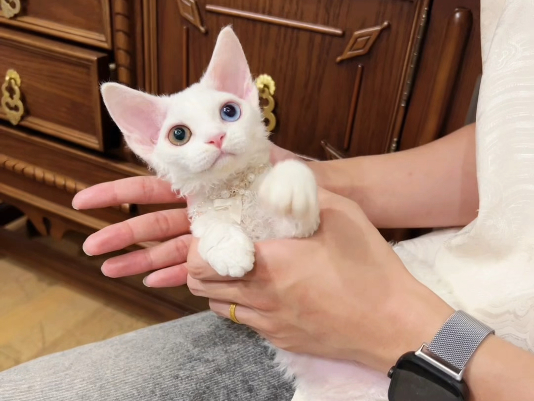 优雅精致卷卷毛的洋娃娃小猫,气质甜美的纯白异瞳德文卷毛猫妹妹