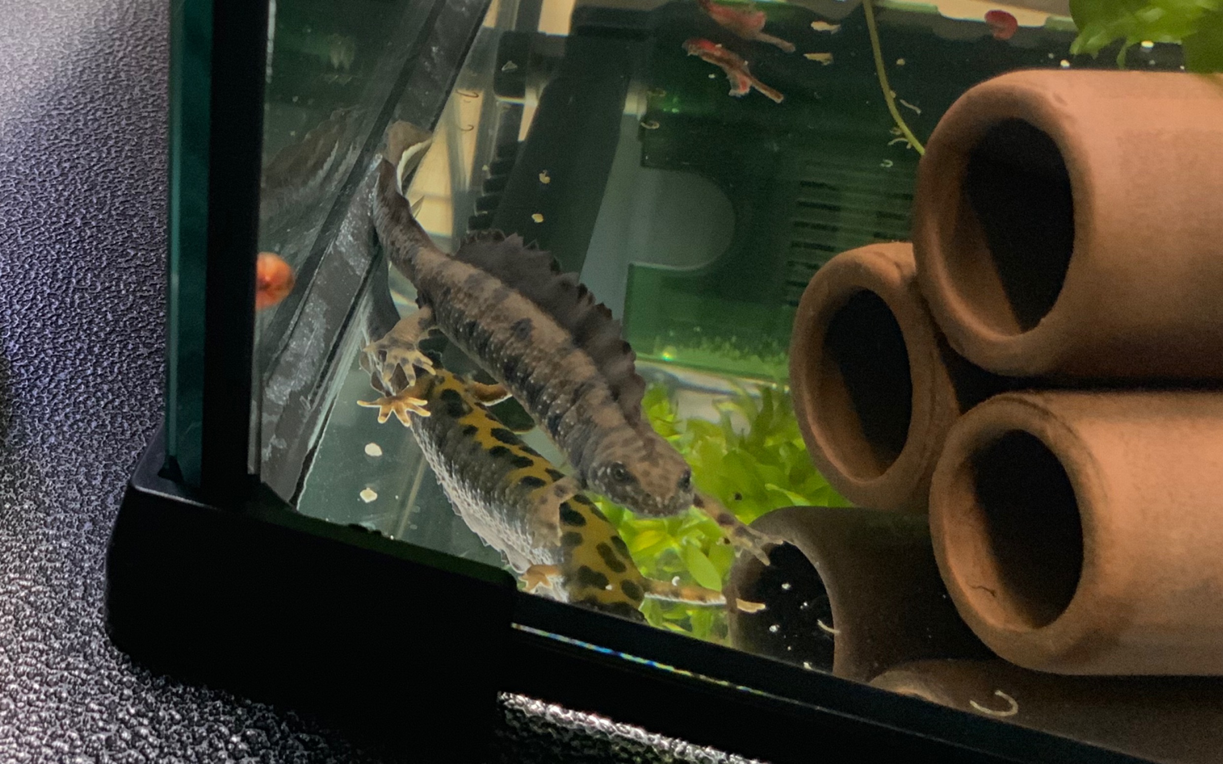 【多瑙河冠欧螈】已立背鳍_哔哩哔哩 (゜-゜)つロ 干杯~-bilibili