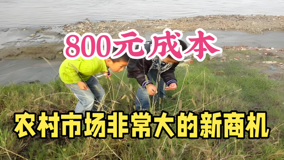 农村都能干,800元成本,1年能收益20多万,操作简单,不愁销路哔哩哔哩bilibili