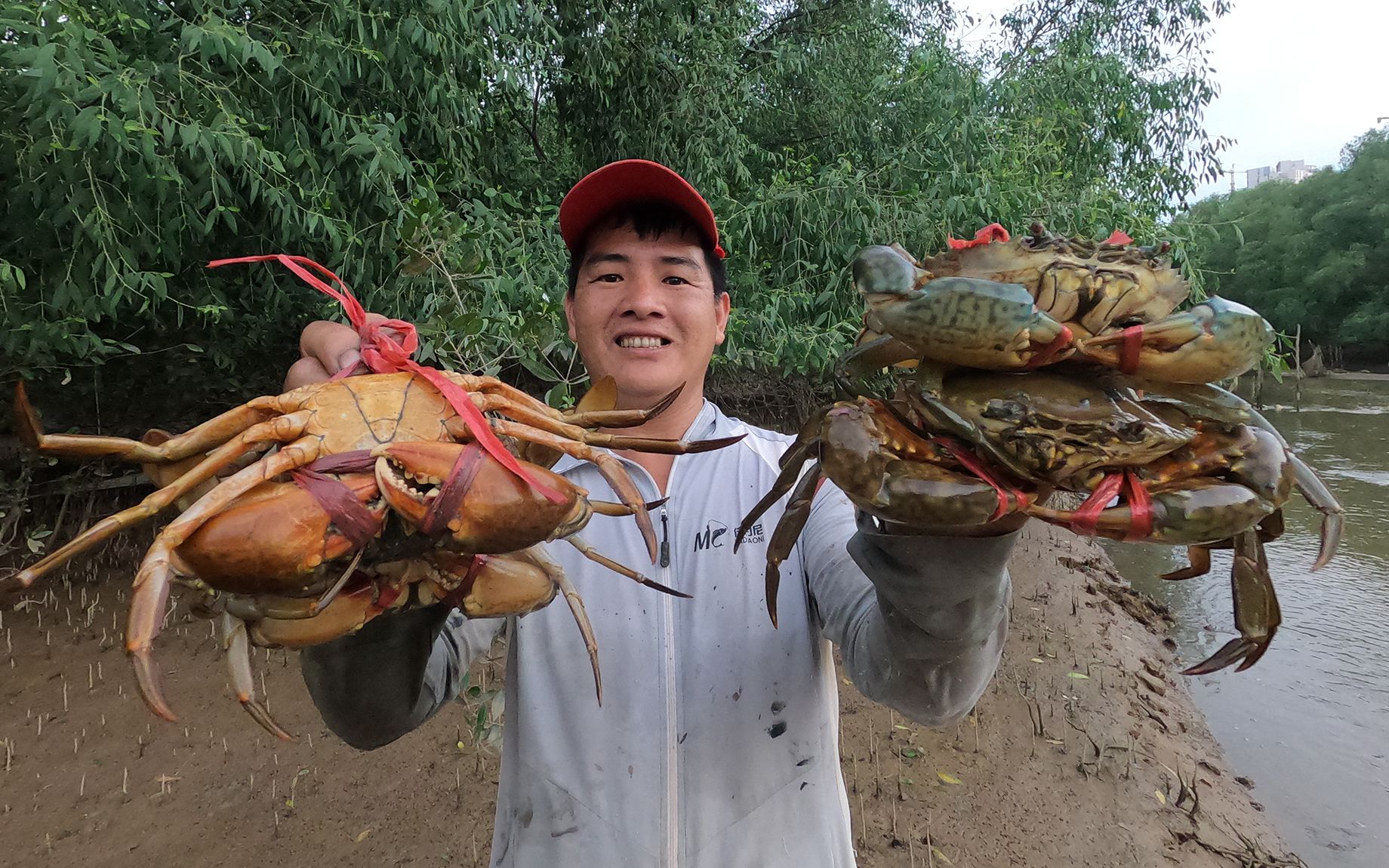 刀仔去红树林边逛大货,太多大螃蟹出没痕迹,最后收获4只超大的