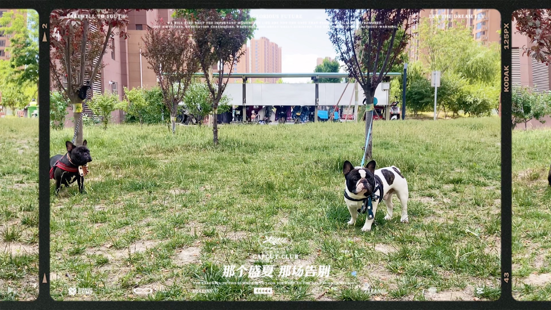 [图]法斗宝宝丛林奇遇记！