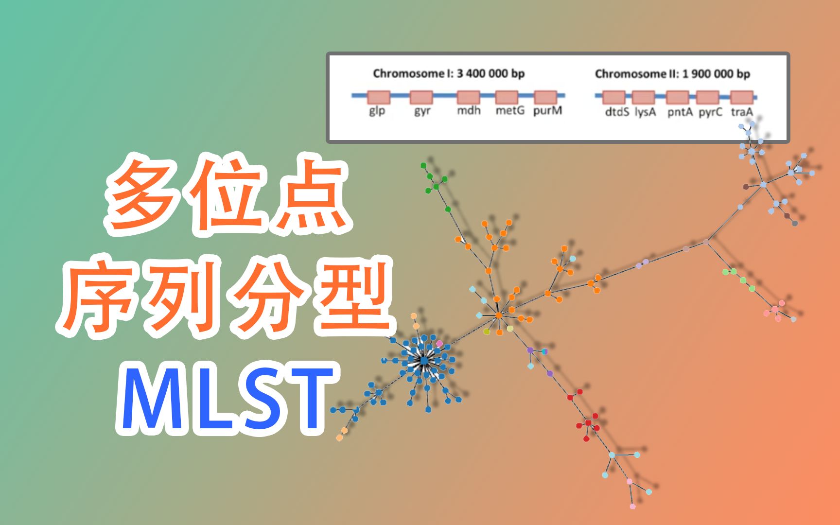 [图]【MLST】多位点序列分型