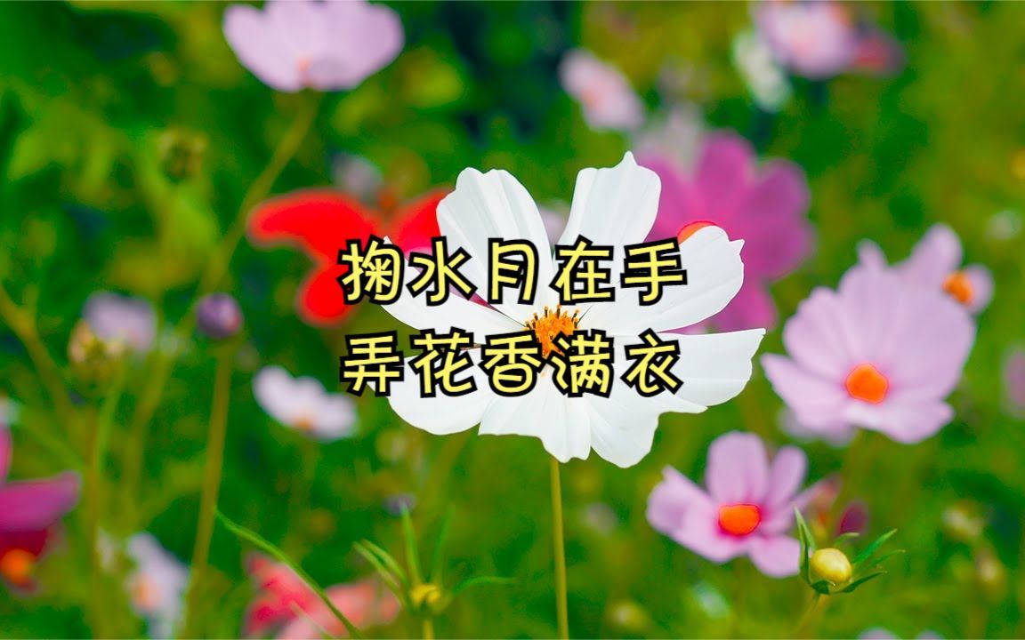 [图]掬水月在手，弄花香满衣🎵繁花似锦，MY盗梦空间邀请欣赏🌺💐🌷🌻