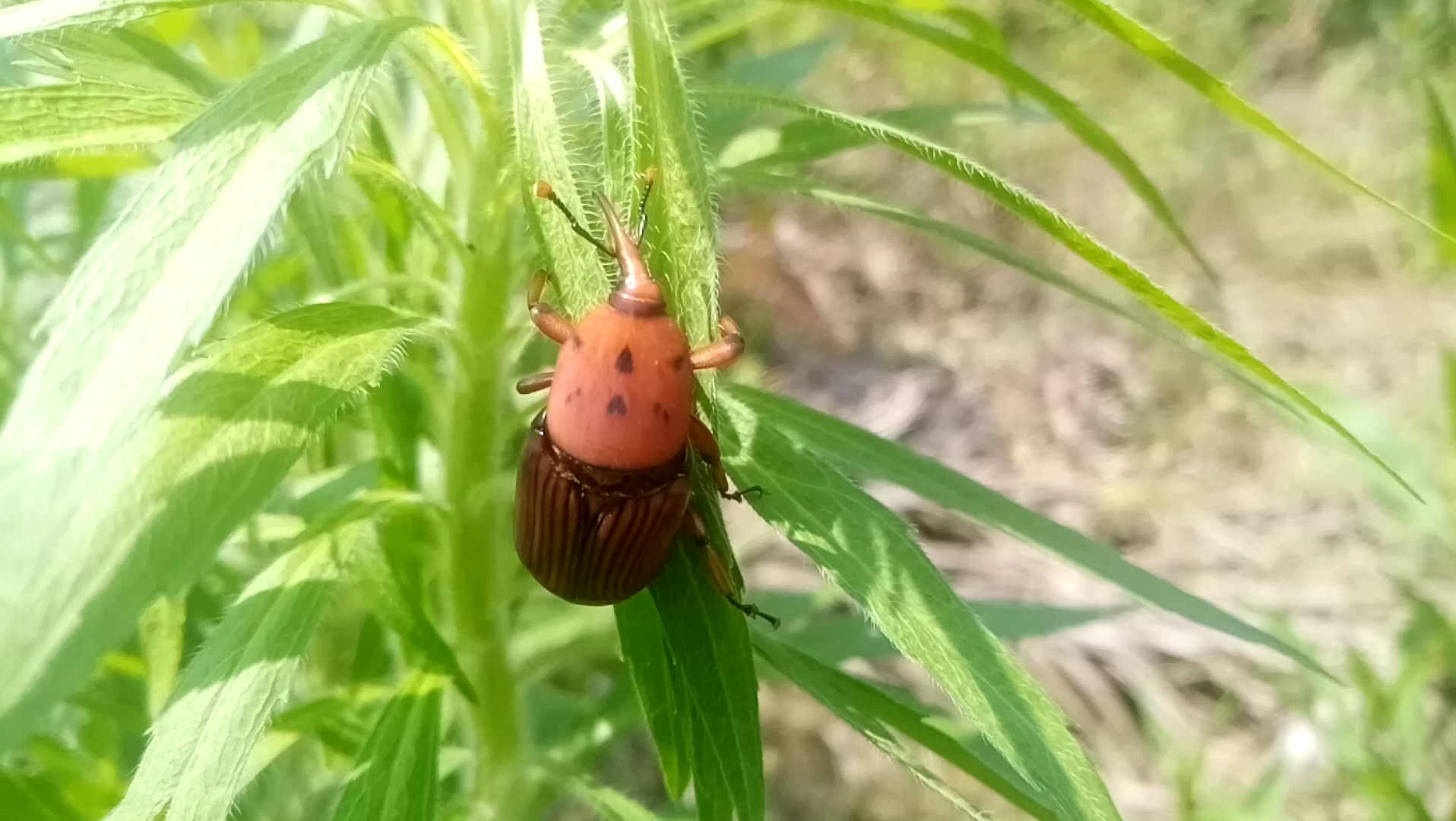 【昆虫】野生电风扇