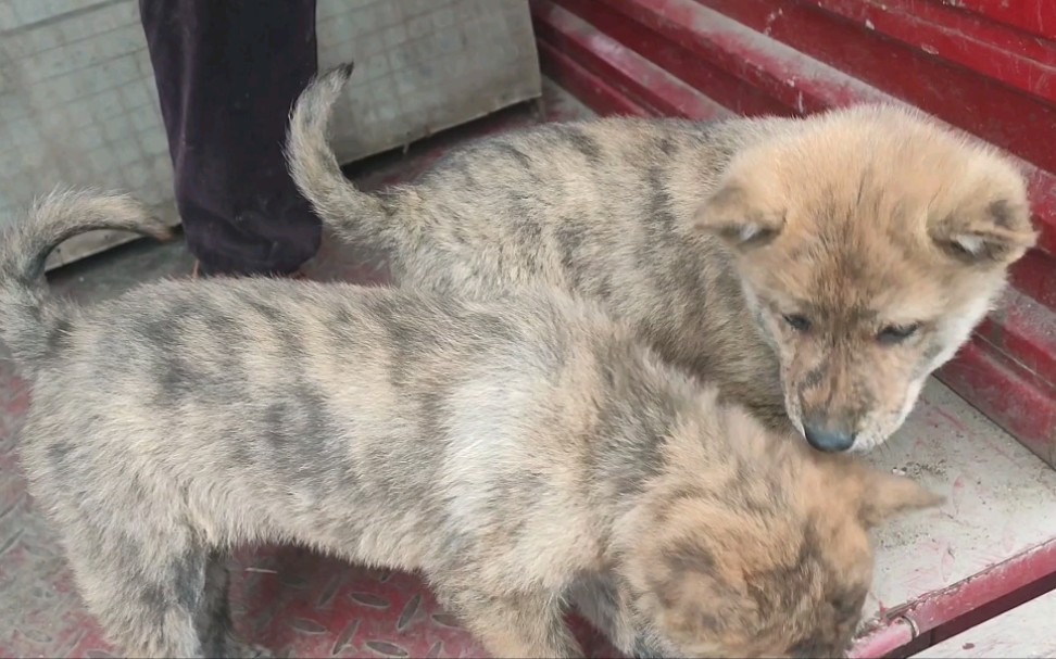 小体型中国虎斑犬,长大20多斤,适合城市养,看家护院