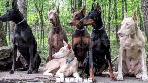 杜宾犬从小就要裁耳朵断尾 看看裁耳后的狗狗是什么样子的 哔哩哔哩 Bilibili