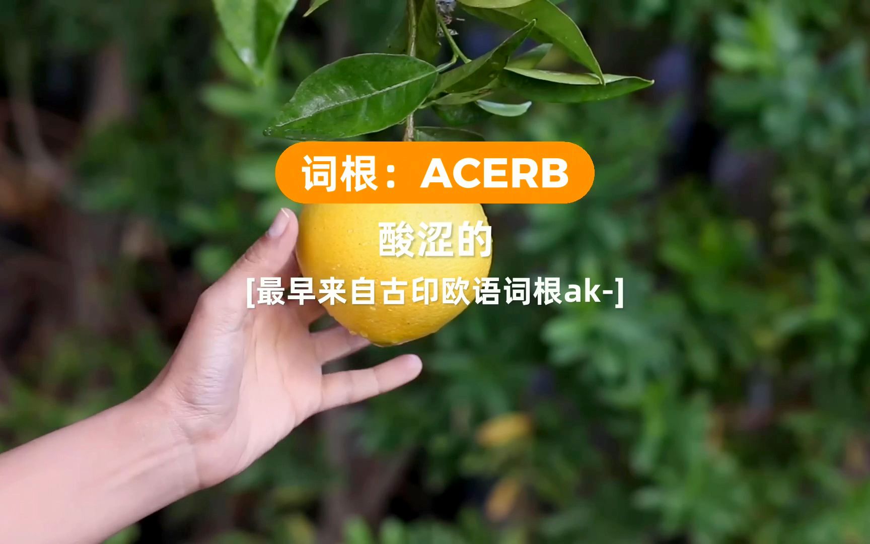 都曾青涩懵懂,归来仍是少年:词根ACERB(意思:酸涩的)的故事哔哩哔哩bilibili