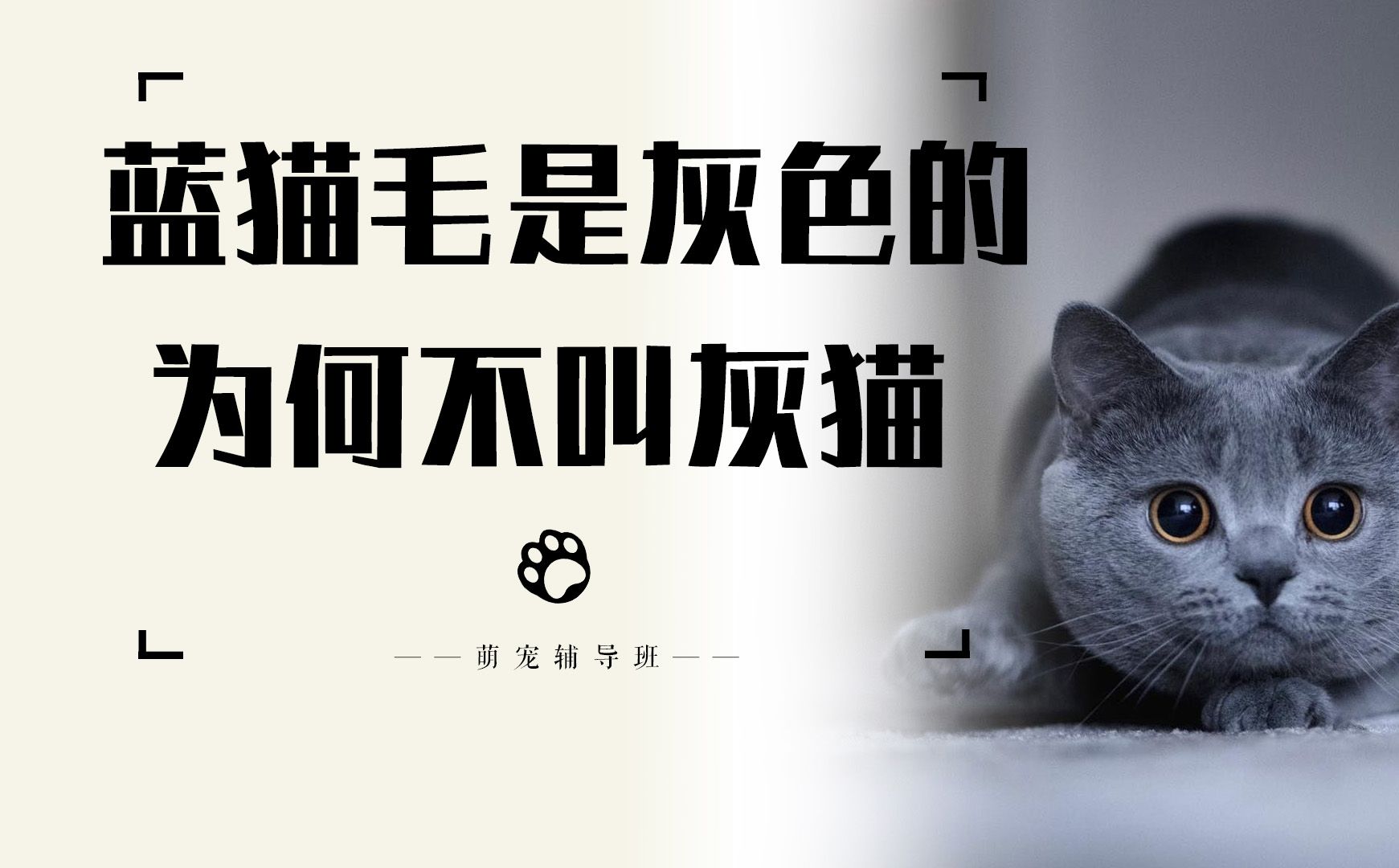 蓝猫的毛并非蓝色而是灰色的,为什么不直接叫“灰猫”呢?哔哩哔哩bilibili