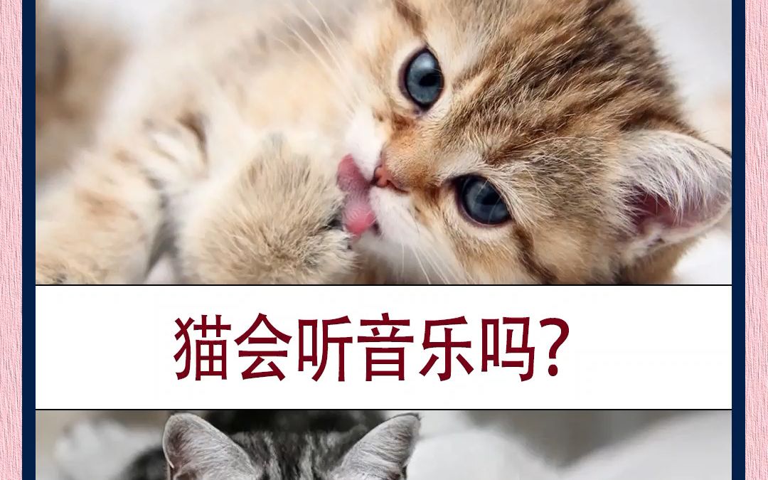 猫会听音乐吗