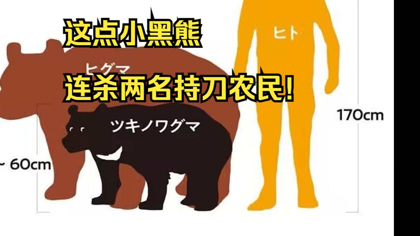 黑熊成群下山吃人!最小食人熊只有65kg!细说十和利山熊杀人事件!哔哩哔哩bilibili