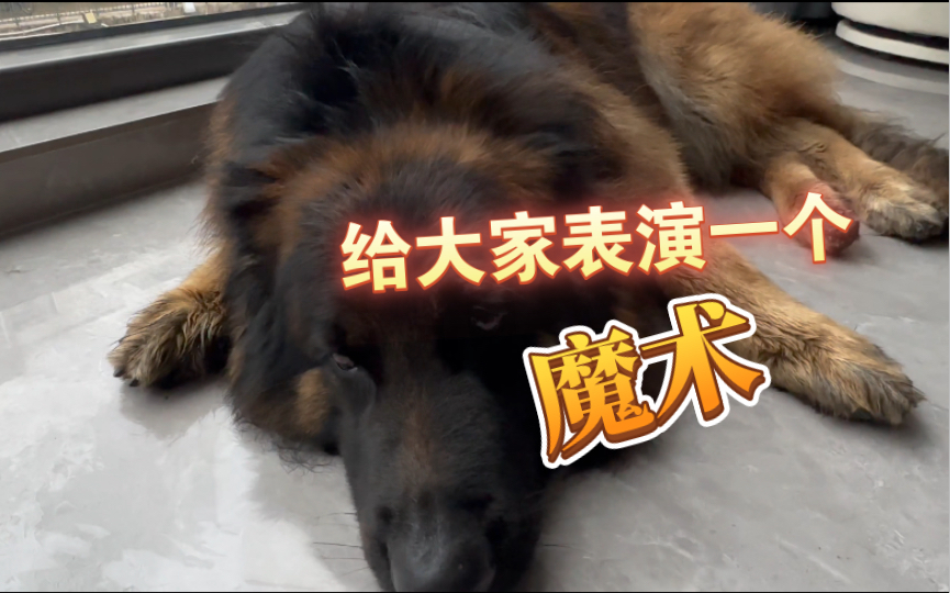 【德国牧羊犬】大狼狗在生活中的额外作用哔哩哔哩bilibili