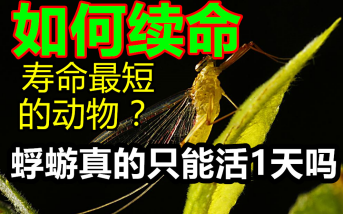 寿命最短的动物:蜉蝣真的只能活一天吗?哔哩哔哩bilibili