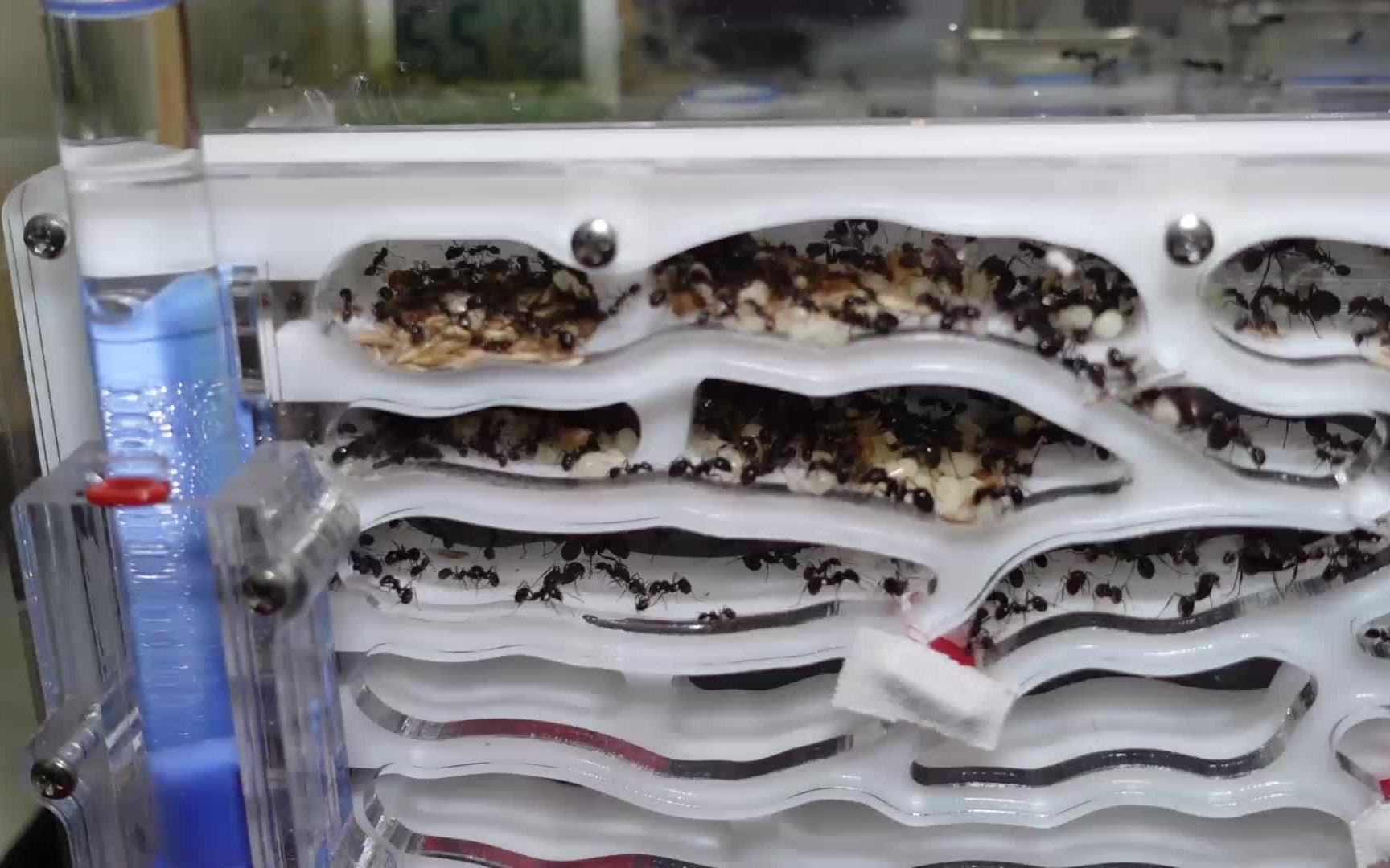 原生收获蚁第4期夜风之声s2开第三层啦清理蚁巢