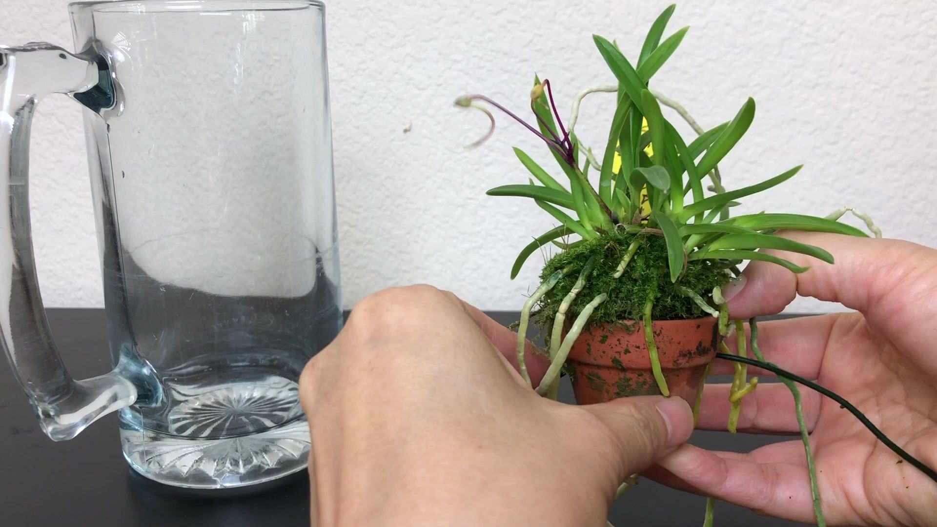 风兰的种植,视角的欣赏与价值 neofinetia falcata shutennou_哔哩