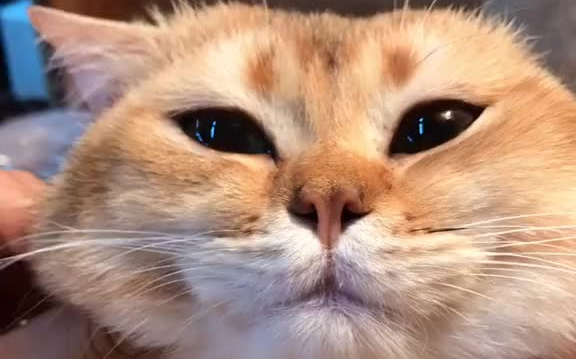 我们也是个唇红齿白的娃～猪