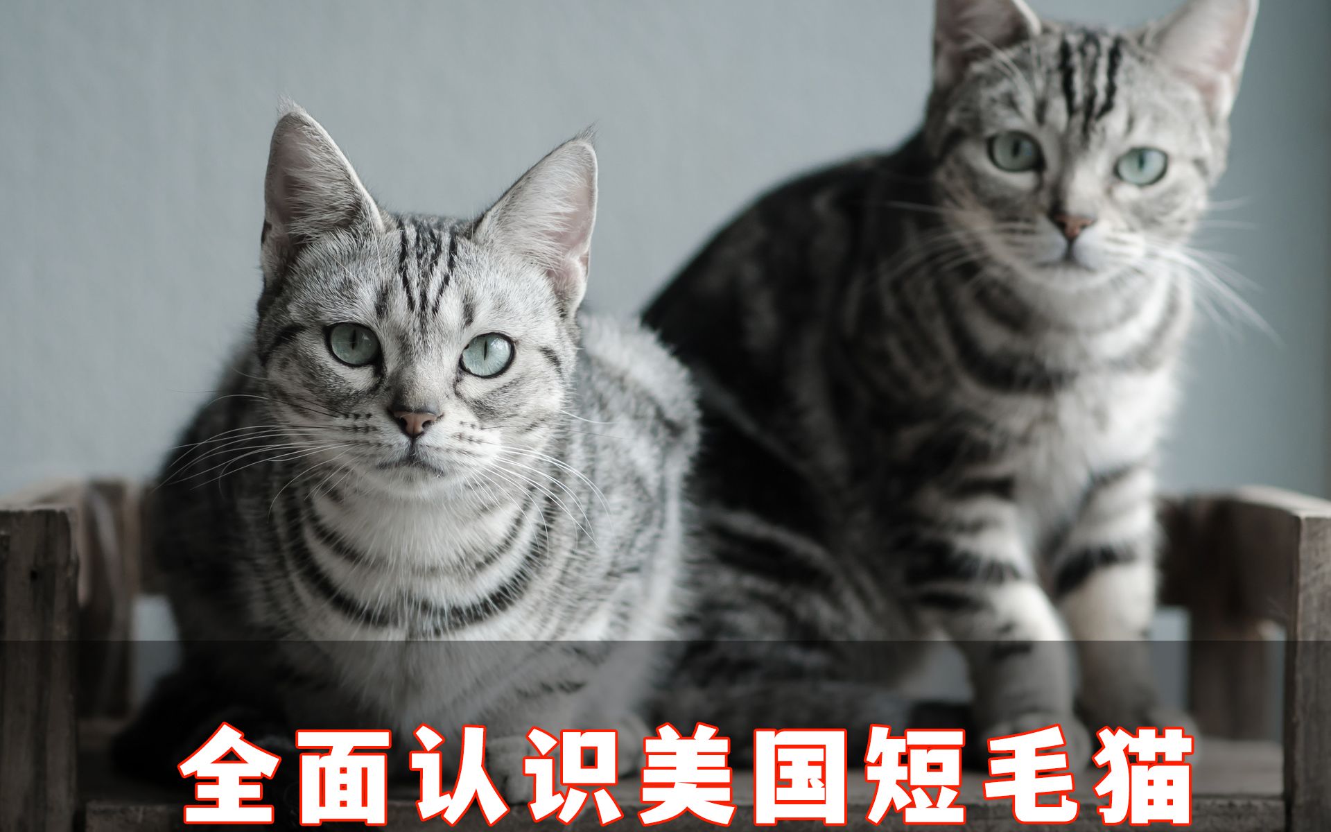 美短猫怎么样?全面认识美国短毛猫哔哩哔哩bilibili