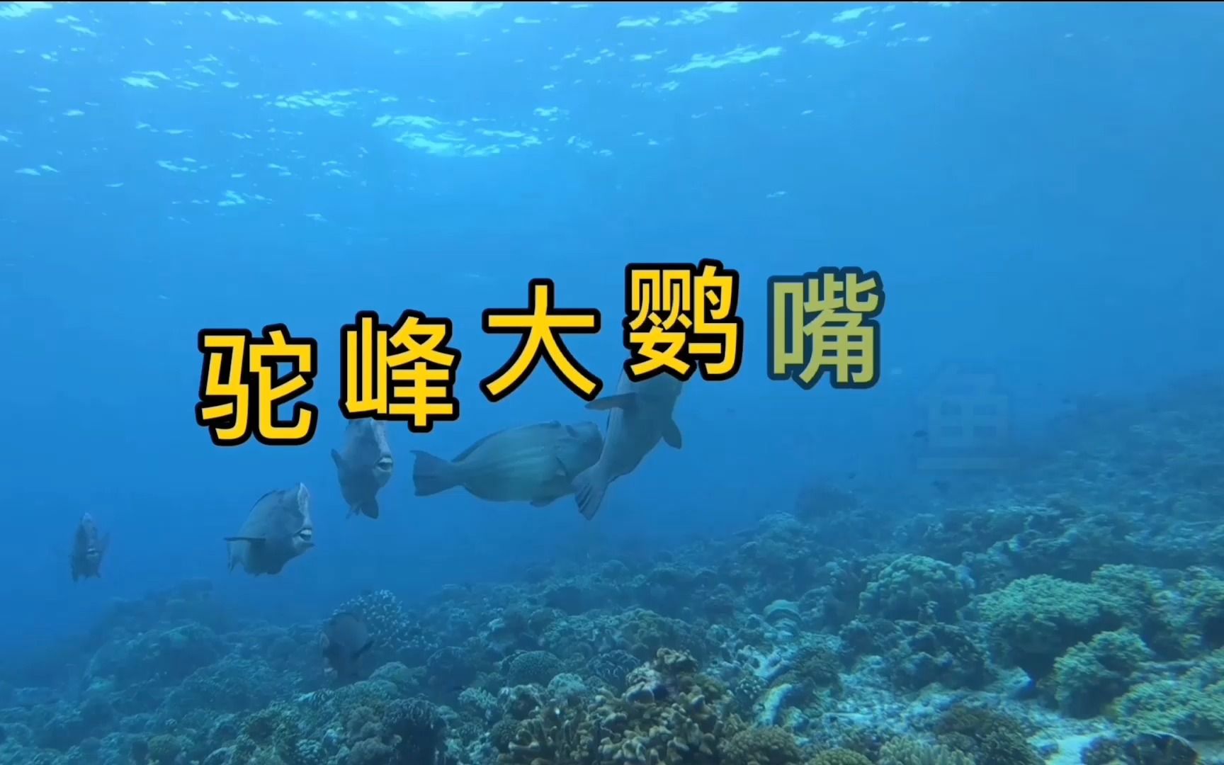 驼峰大鹦嘴鱼班达海【记录神奇生物】哔哩哔哩bilibili