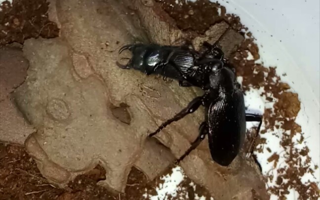 大星步甲暴力破甲捕食残疾肥角锹甲