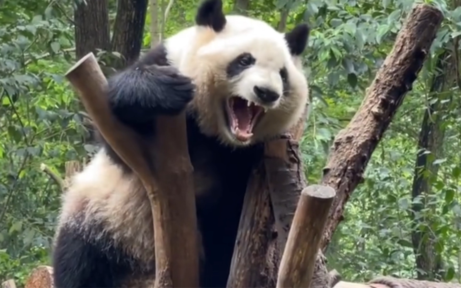 喜欢我们顶流男明星和叶的在哪里 来 举个爪爪让我看看